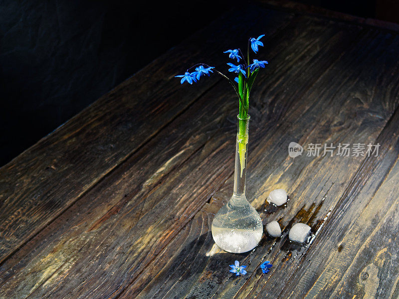 黑色的仍然有蓝色的花(scilla siberica)